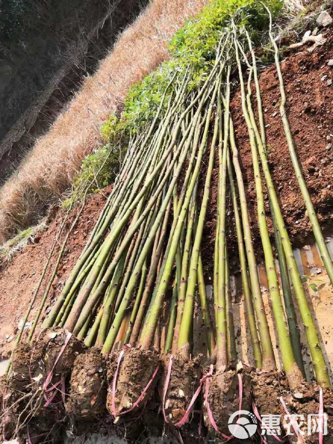  香樟小叶樟