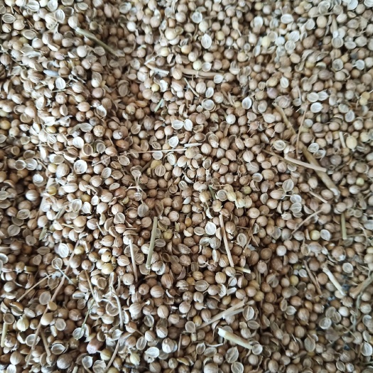 南宫市香菜籽常年供应香菜种子基地香菜种子一手货源
