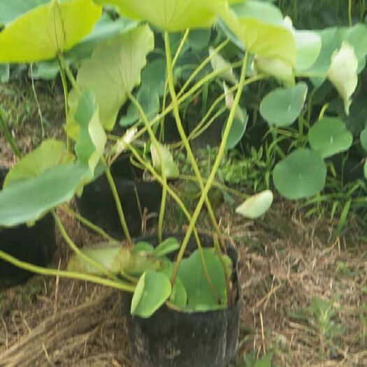 安新县荷花盆栽