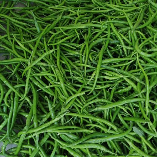 蒲城县二荆条辣椒 20cm以上 中辣 靑色