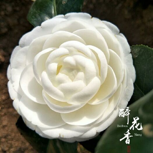 漳平市山茶花 80~100cm