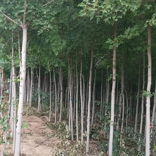 青岛 美国红枫