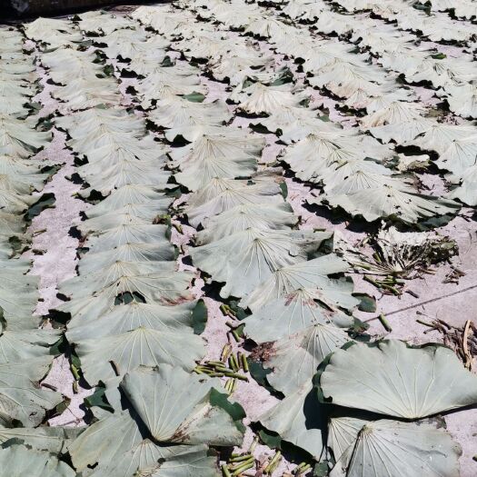 广昌县 新鲜荷叶