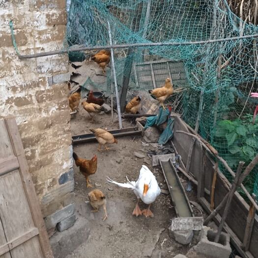 太湖县 纯正土鸡，农家自养，肉质鲜嫩包邮，24小时发货