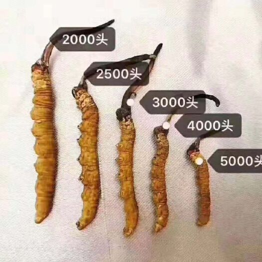 成都 虫草，纯