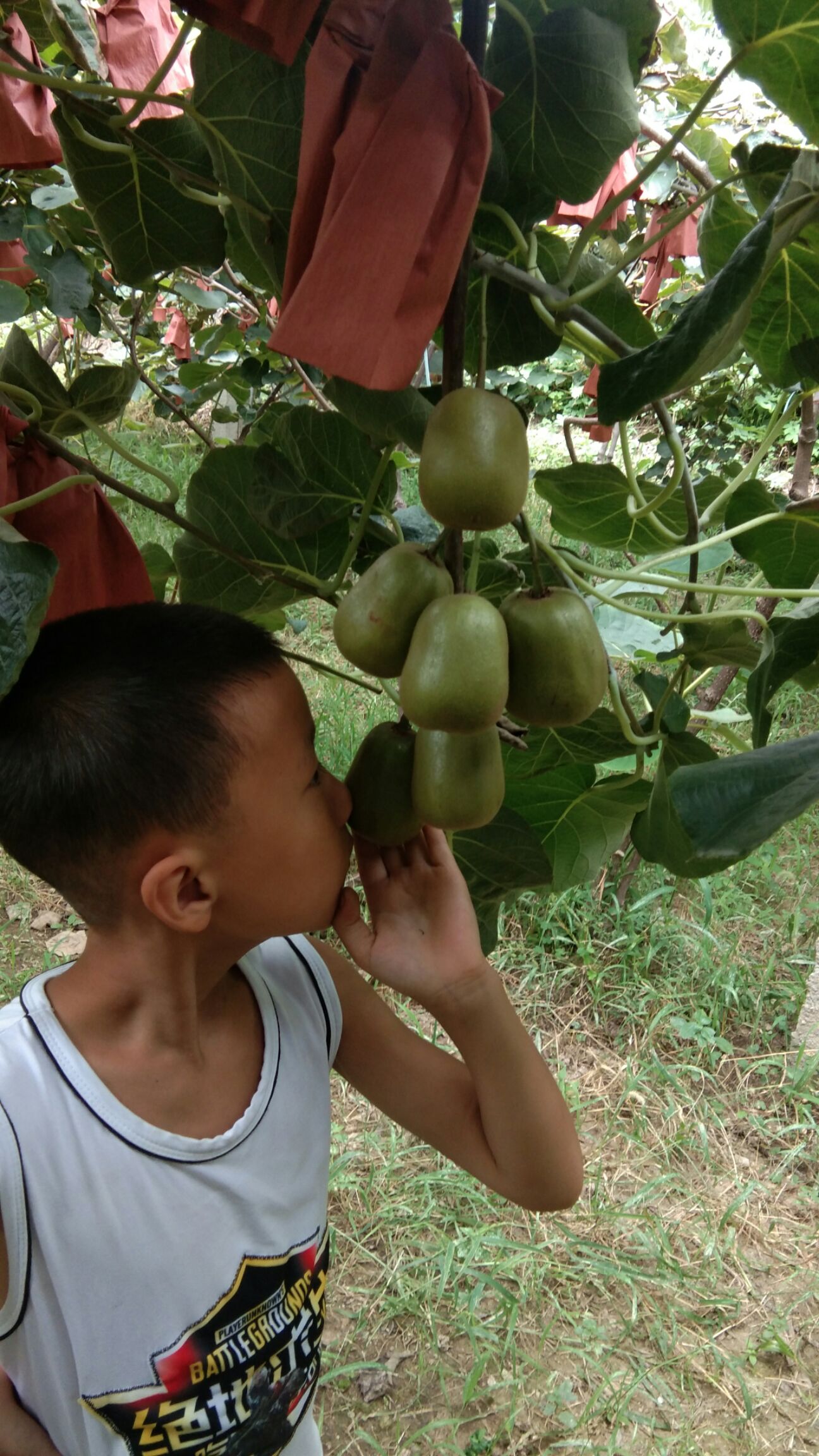  红阳猕猴桃现采现摘发图片，保质保量保品质。