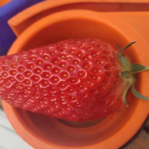 泰安 优质妙香七号草莓苗 脱毒无病壮苗现挖现卖 自家种植