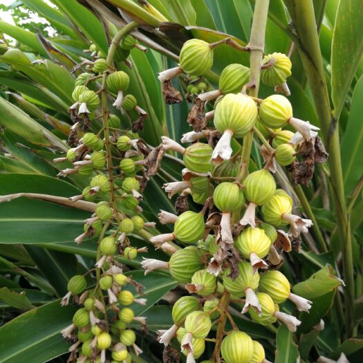重庆市香砂仁 砂芸森（香砂二）