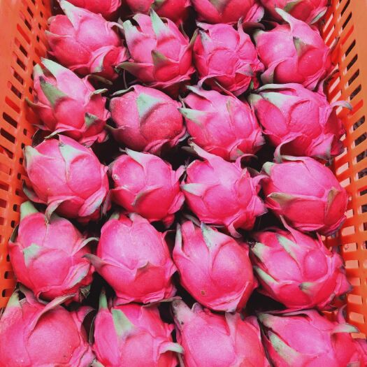 阳春市 红心火龙果，品种:金都