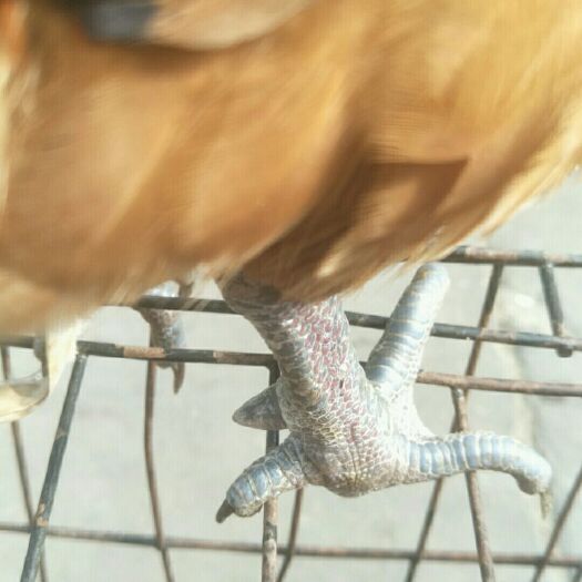 怀远县 散养土鸡