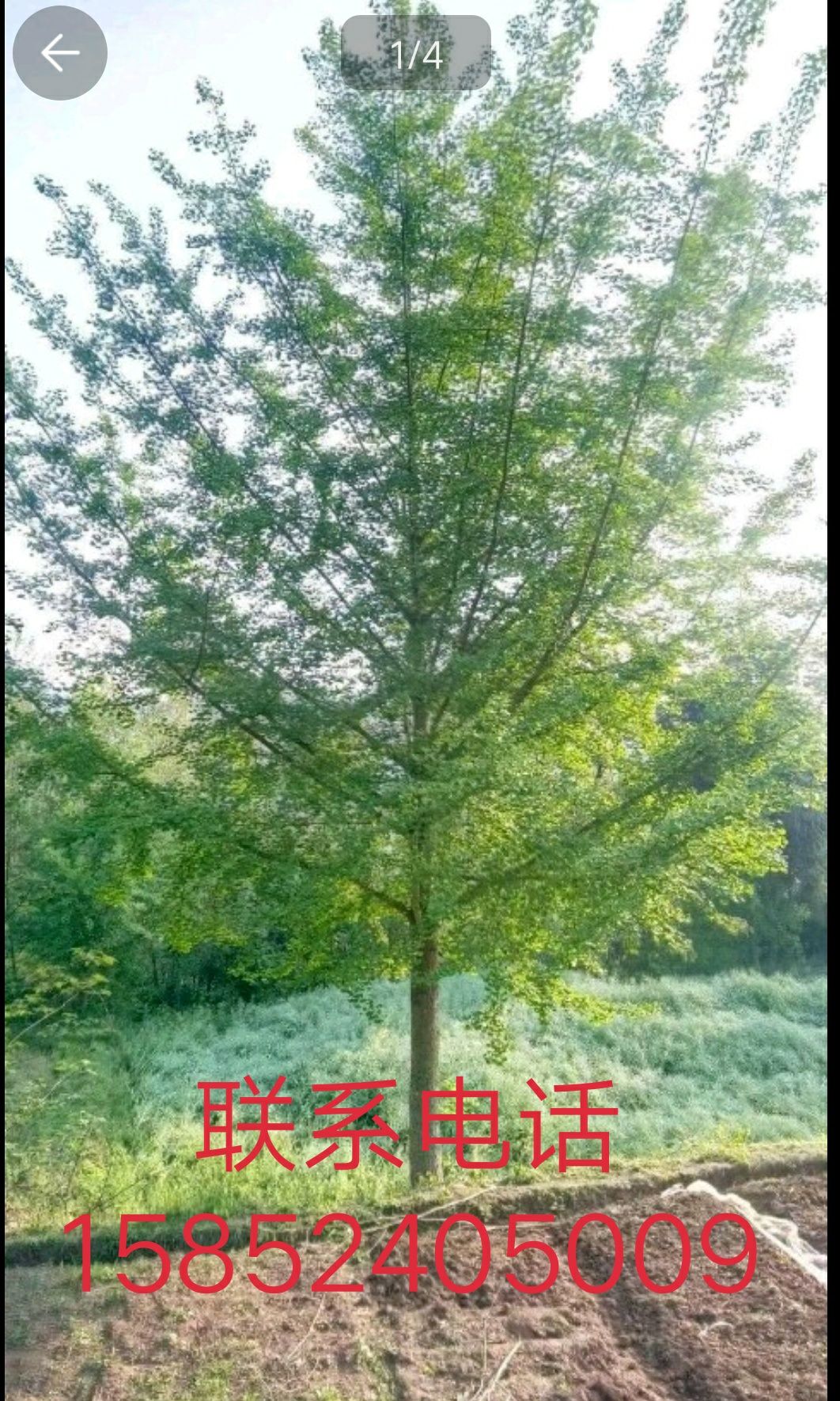 古银杏树 长期供应自家苗圃银杏