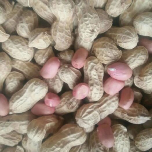 成都花生  颗粒饱满均匀