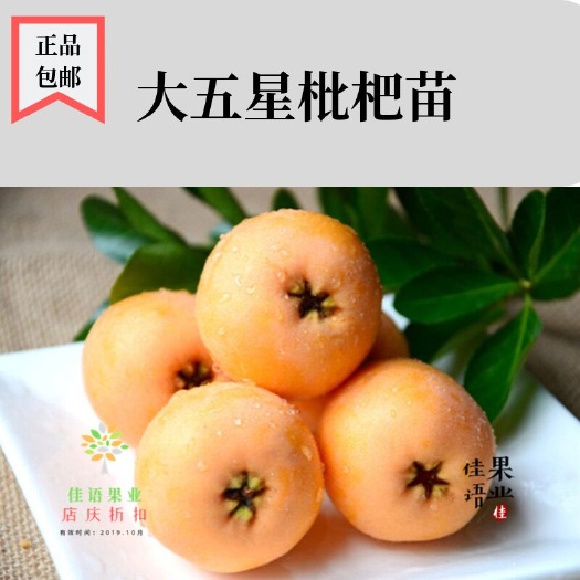 简阳市枇杷苗 四川嫁接枇杷苗 枇杷树苗批发