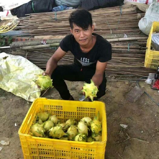 遂溪县黄皮火龙果苗 只做好东西