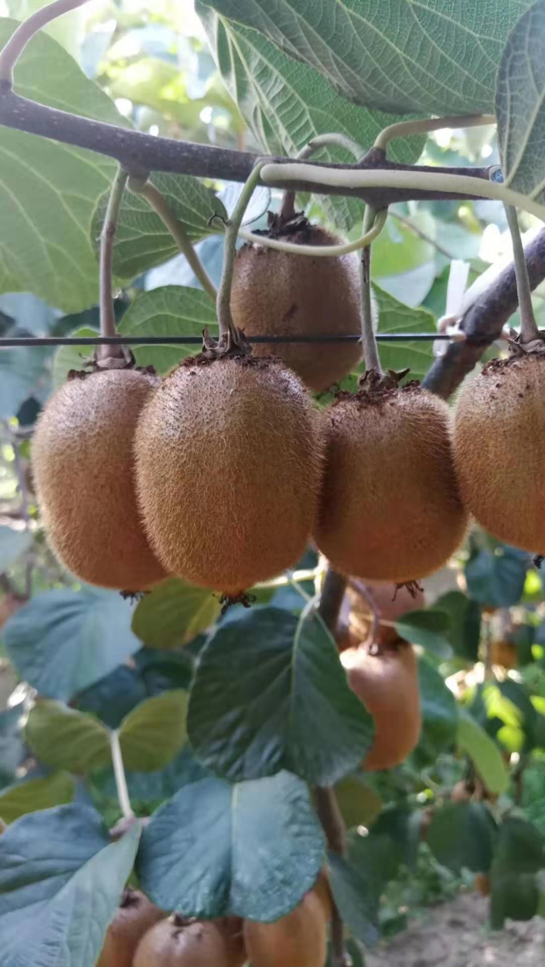 徐香猕猴桃优质果vc之王10斤装80克以上大果一件代发