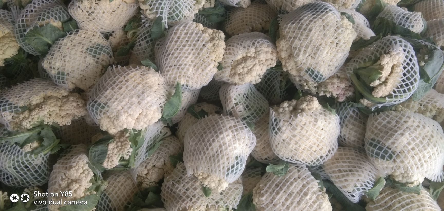 有机花菜  有机花大量上市