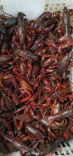 潜江市 潜江小龙虾一手货源中青中红4-6钱