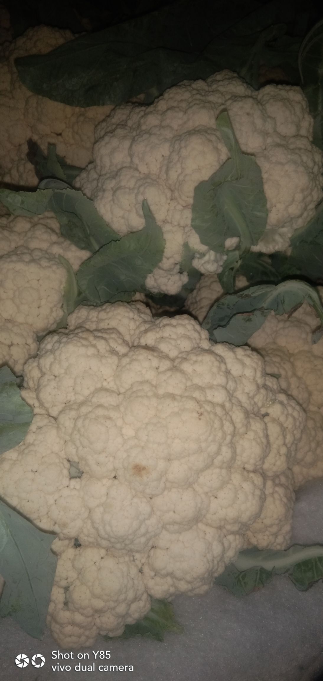 有机花菜  有机花大量上市