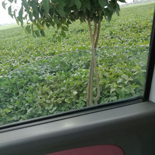 来安县 大量荷叶出售，有需要请联系