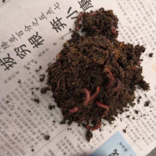昌图县渔饵 鱼饵