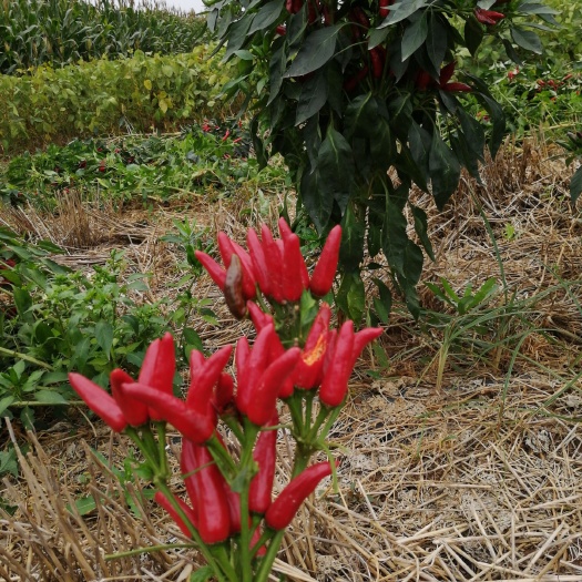 鄢陵县麻辣椒 5cm以下 中辣 红色