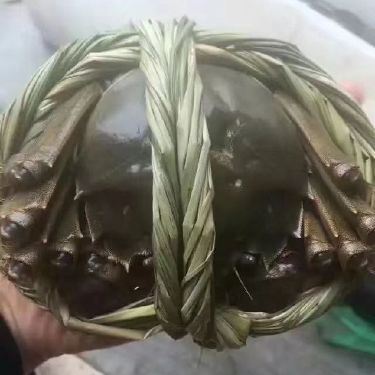 九江 鄱阳湖大闸蟹