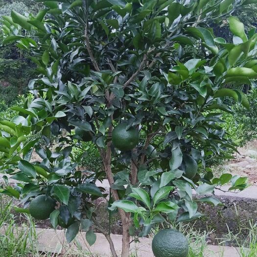 洪雅县无刺花椒苗 优质柑橘苗、无刺藤椒苗嫁接杯苗、无花果杯苗