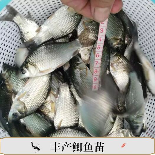 高州市 供应各种优质品种鲫鱼，欢迎预定