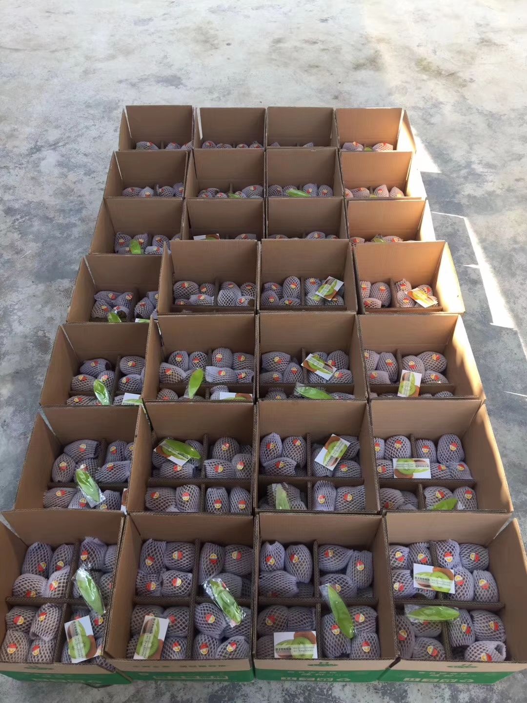 徐香猕猴桃 “
绿色水果，，天然的VC🥝🥝🥝