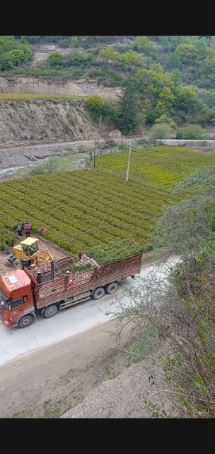 迭部县甘肃云杉