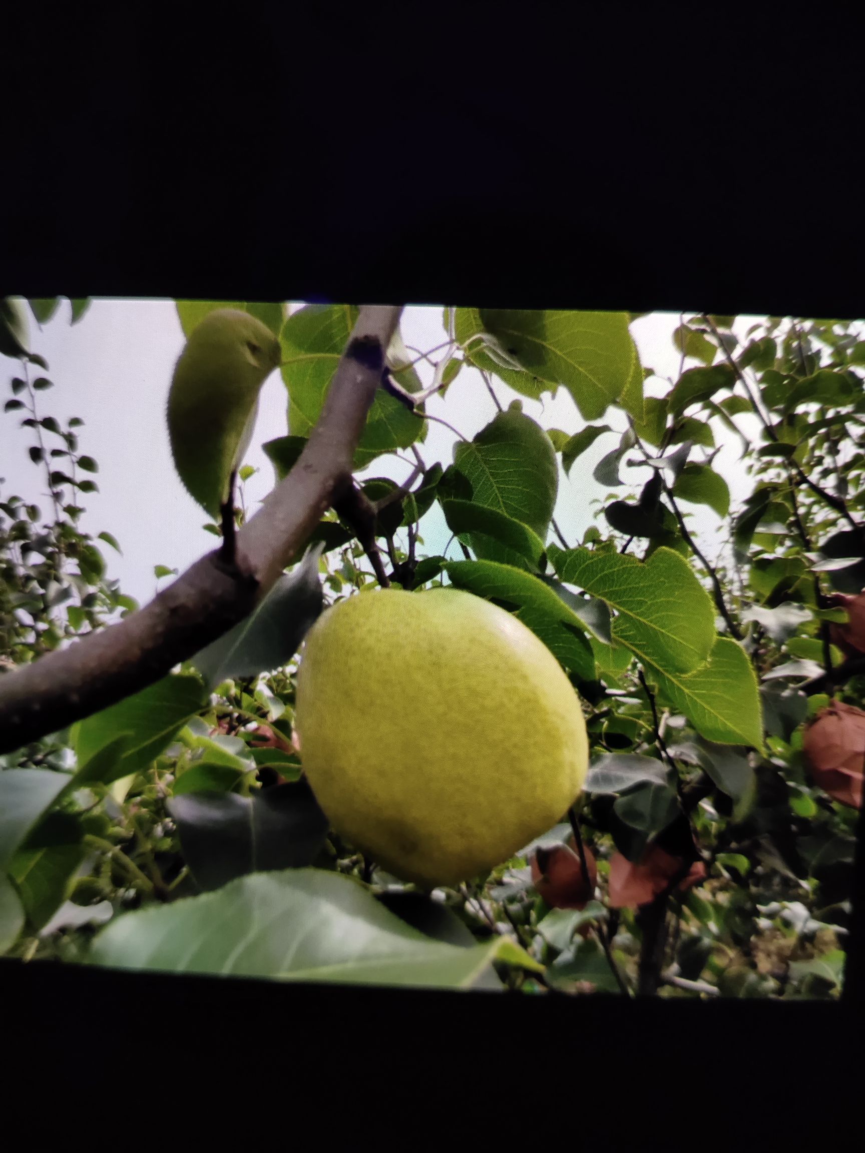  清徐脆梨