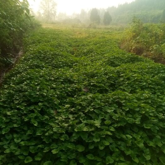 内江 鱼腥草，白折耳根。农户自己种植，20亩。欢迎各路客商。
