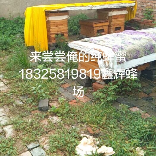 太和县 太和鑫辉农场，供应枣花蜜，百花蜜，白术蜜。