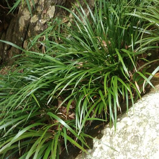信宜市野生石菖蒲苗产地直发一手苗质量保证坏苗补发