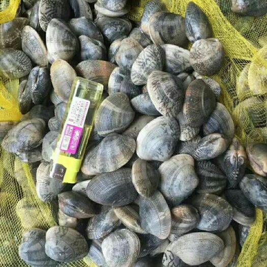 北海花螺 花甲螺  产地直销  一手货源  大量批发供应
