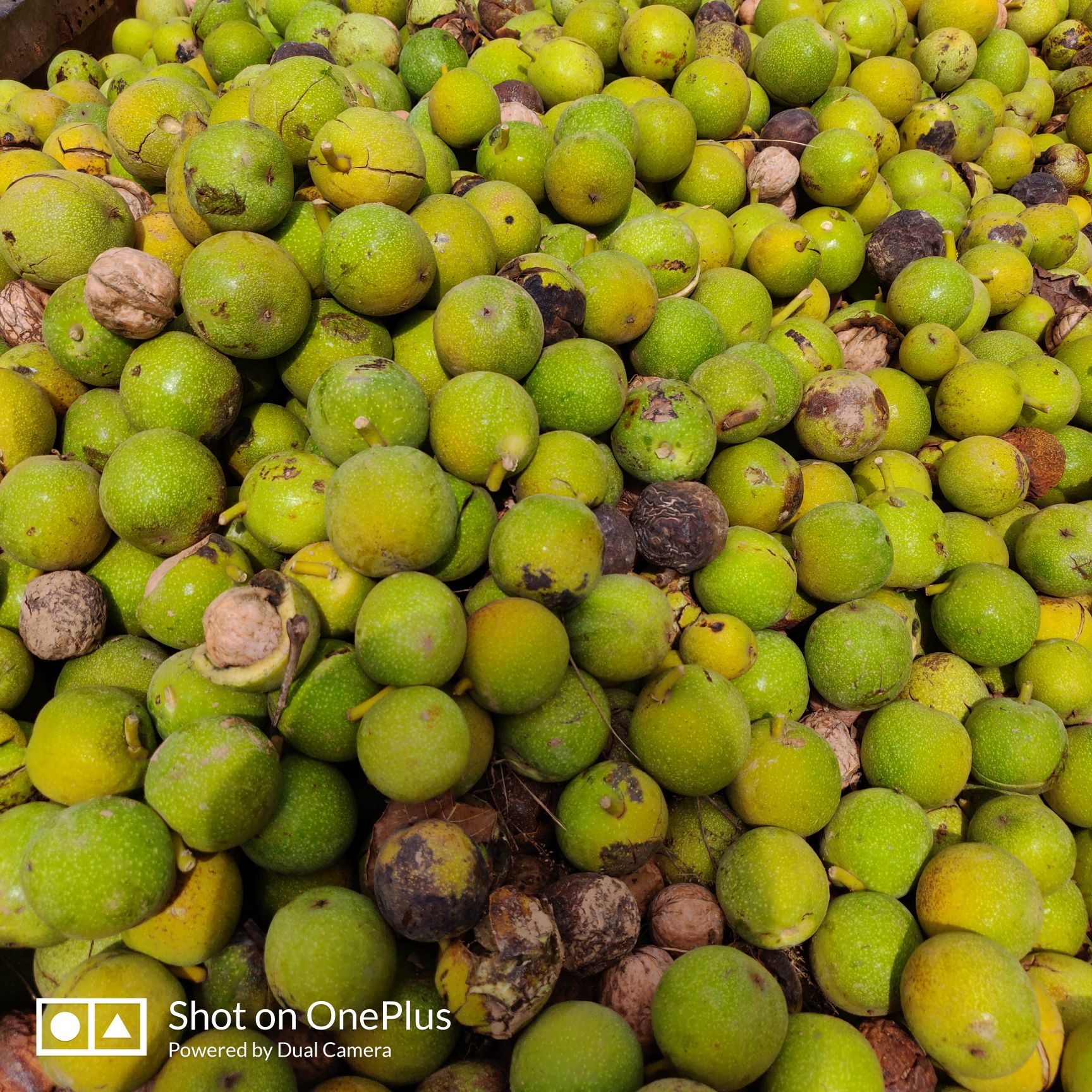 薄皮核桃 完全满足要求