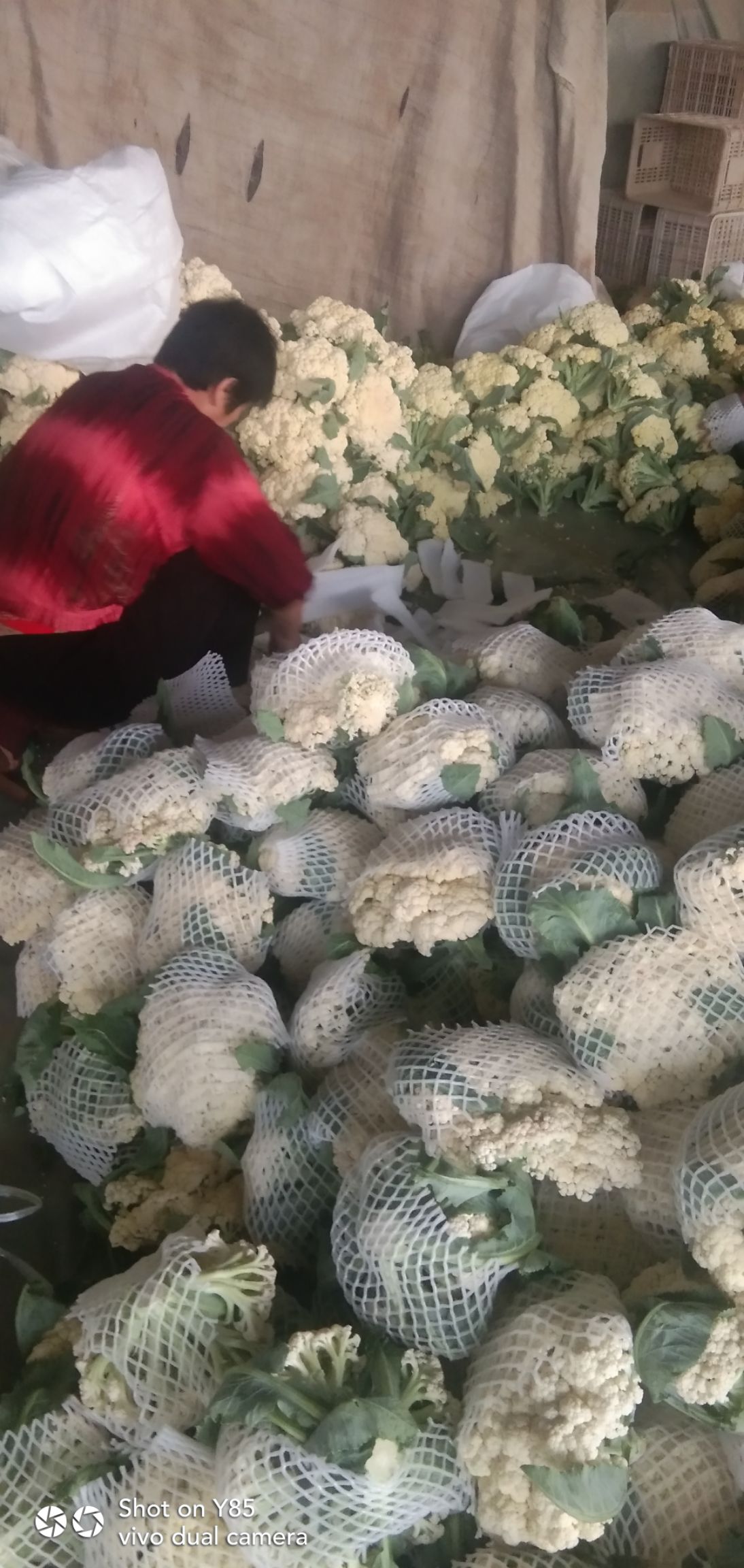 有机花菜  有机花大量上市