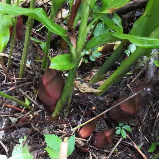 神农架 神农架高山云雾阳荷