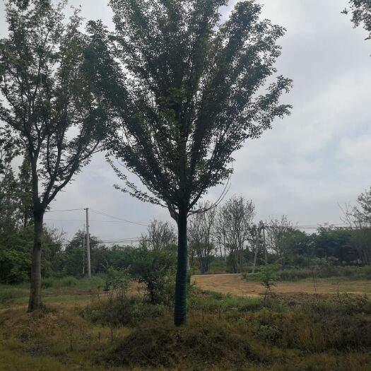 句容市红榉