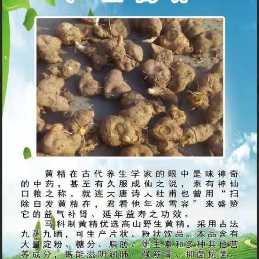 黄精种苗 鸡头黄精 我们的产品，以扶贫，绿色天然野生为主导，让山区的农民脱贫，