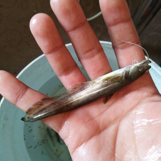重庆市大口鲶鱼苗  大口鲢苗 成鱼