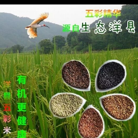 洋县洋县红米