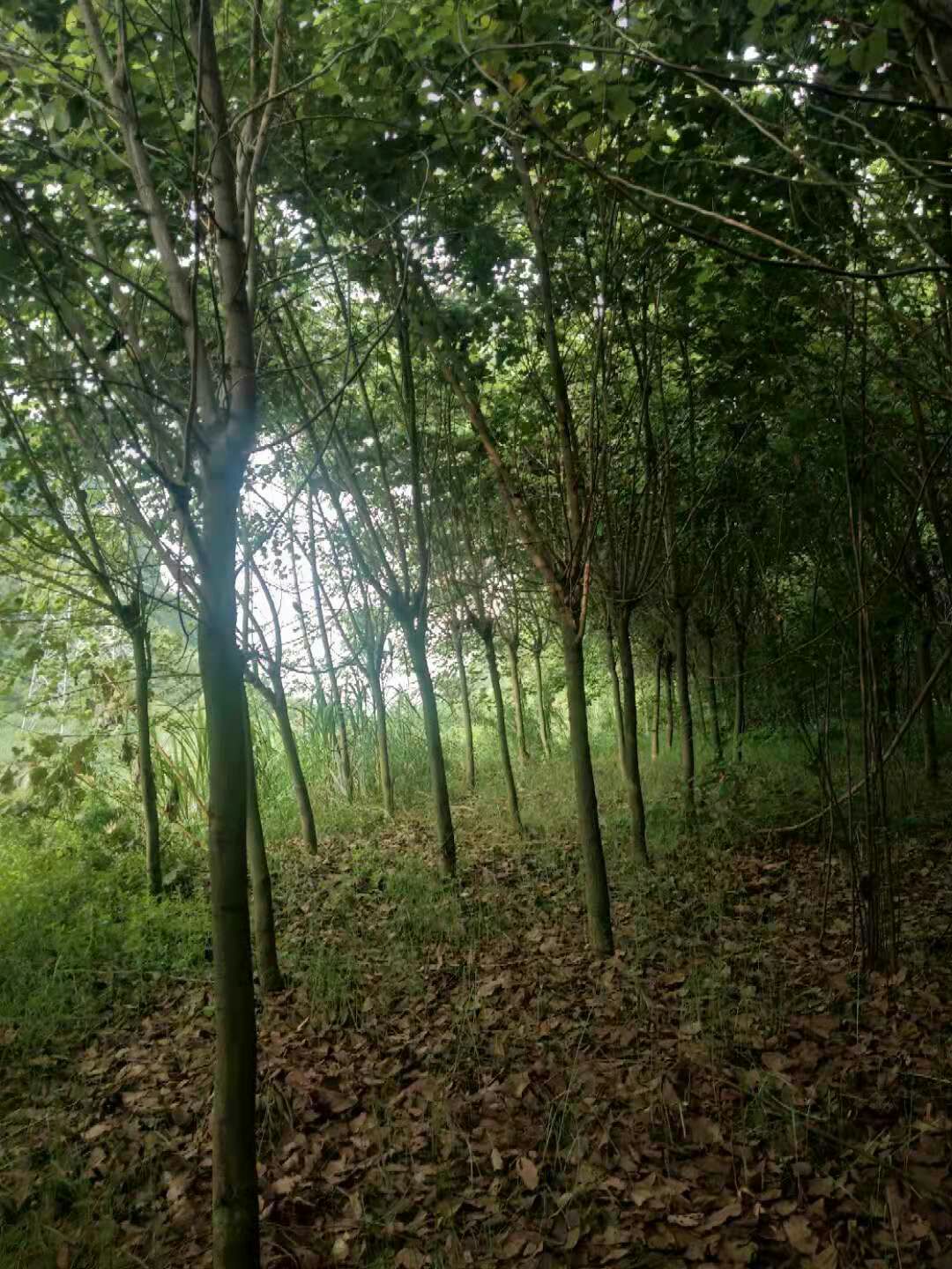  现有批处理靓货宫粉紫荆，需要的请速度！！！！