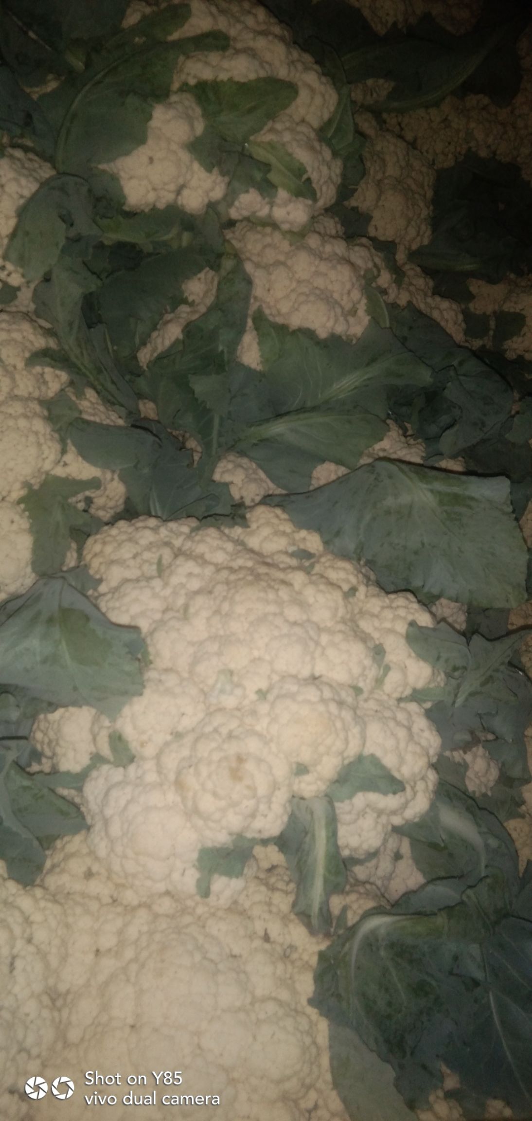 有机花菜  有机花大量上市