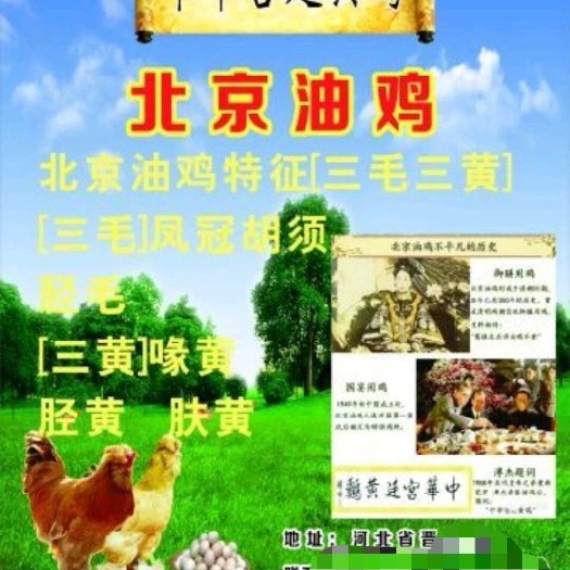 晋州市北京油鸡苗 北京油鸡