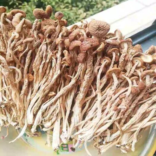 宁都县 自制茶树菇，
