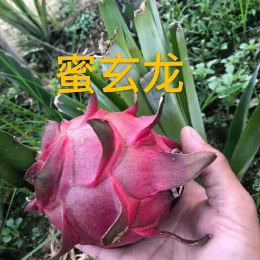 遂溪县蜜玄龙火龙果苗 做好品质