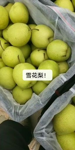 赵县雪梨  精品雪花梨！☎️24小时在线，产地直发。