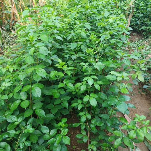 桐柏县珍珠花菜  山野菜珍珠花苗