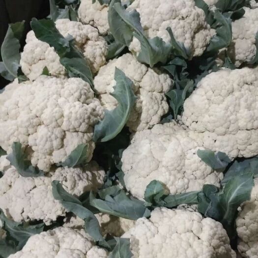 东阿县有机花菜  有机花大量上市